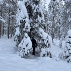 Yo bajo copa de árbol nevado
